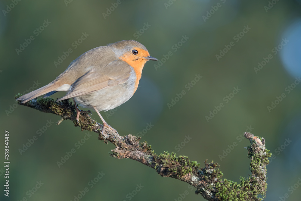 The Red robin at sunrise (Erithacus rubecula) The Red robin at sunrise (Erithacus rubecula)