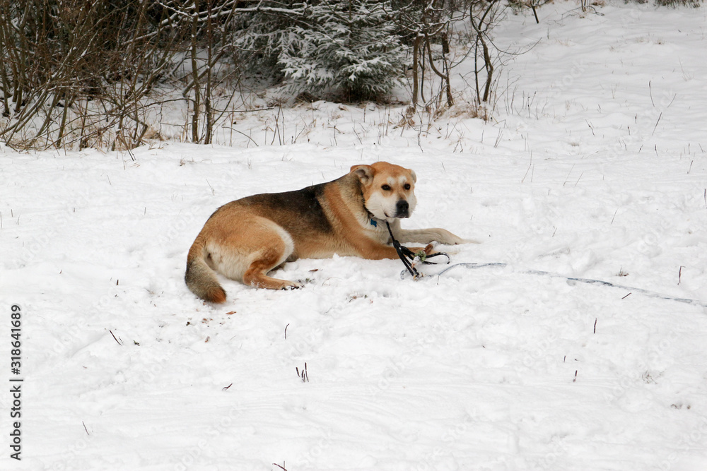 Big dog in the snow plays with a stick