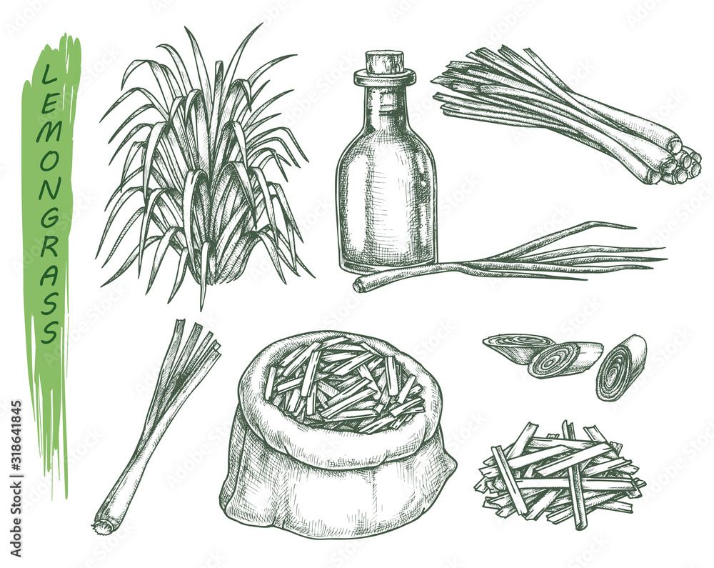 Ταπετσαρία Set of isolated sketches of lemongrass plant