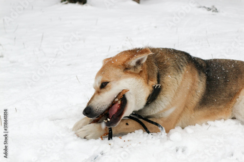 big dog nibbles a stick in the snow closeup