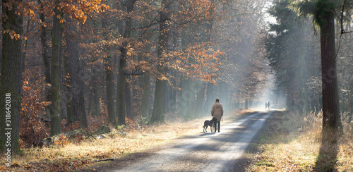 Panorama in the autumnal, colorful forest with backlighting as well as strollers, some with a dog