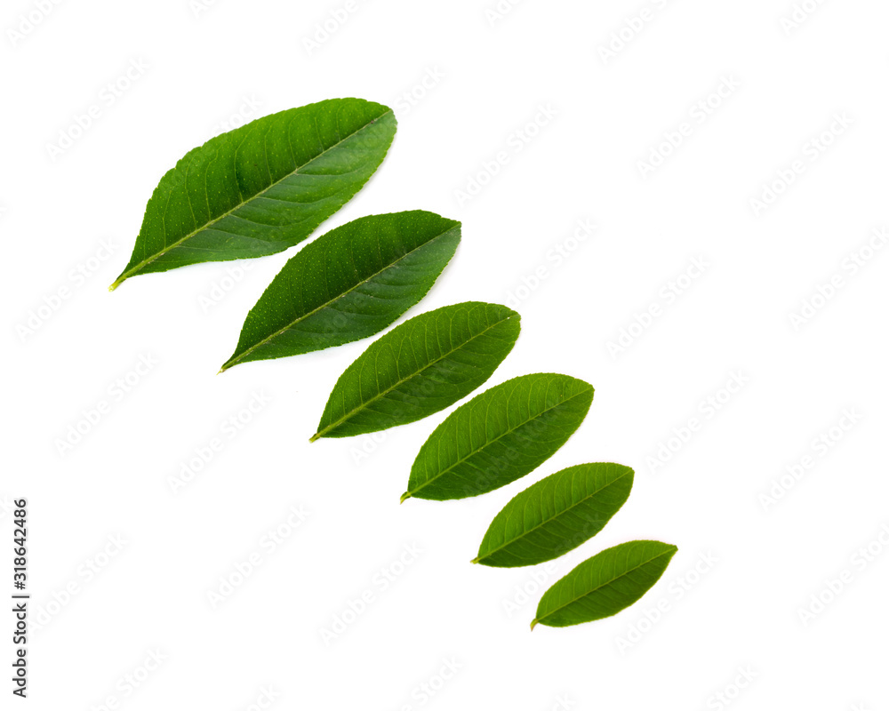 Studio shot row of green Asian leaves leaf isolated on white