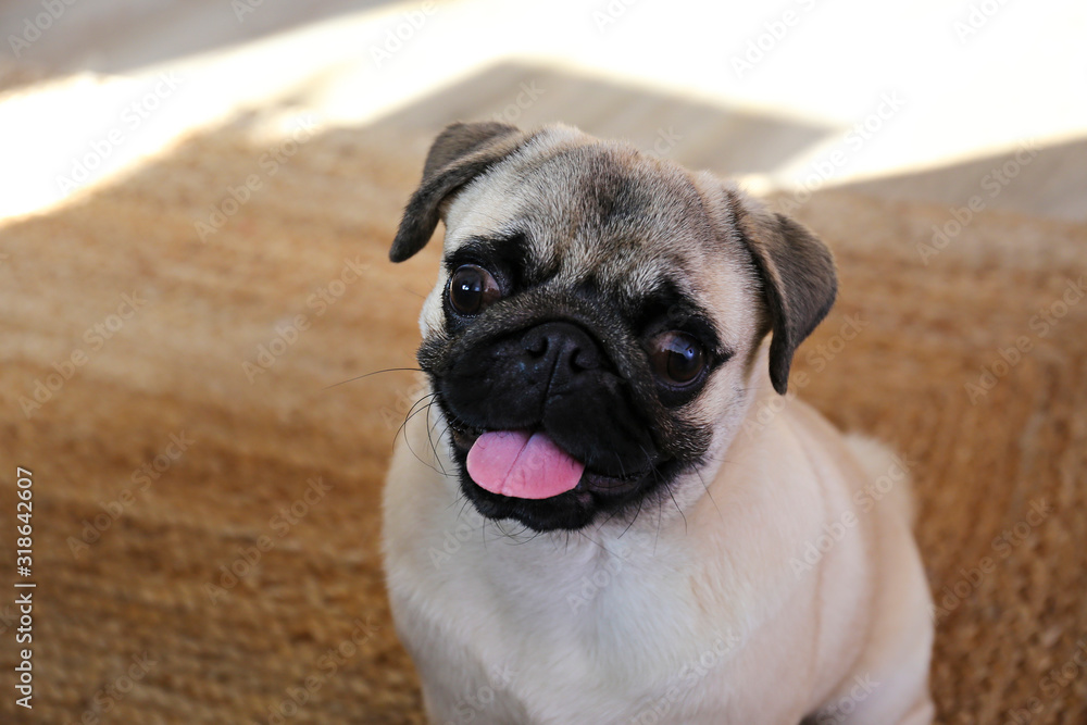 Funny dreamy pug with sad facial expression lying on wood textured floor. Domestic pet at home, hardwood flooring. Purebred dog with wrinkled face. Close up, copy space, background.