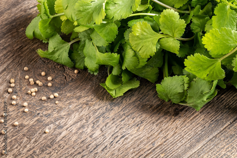 Cilantro leaves and coriander seeds on a table with copy space Cilantro leaves and coriander seeds on a table with copy space