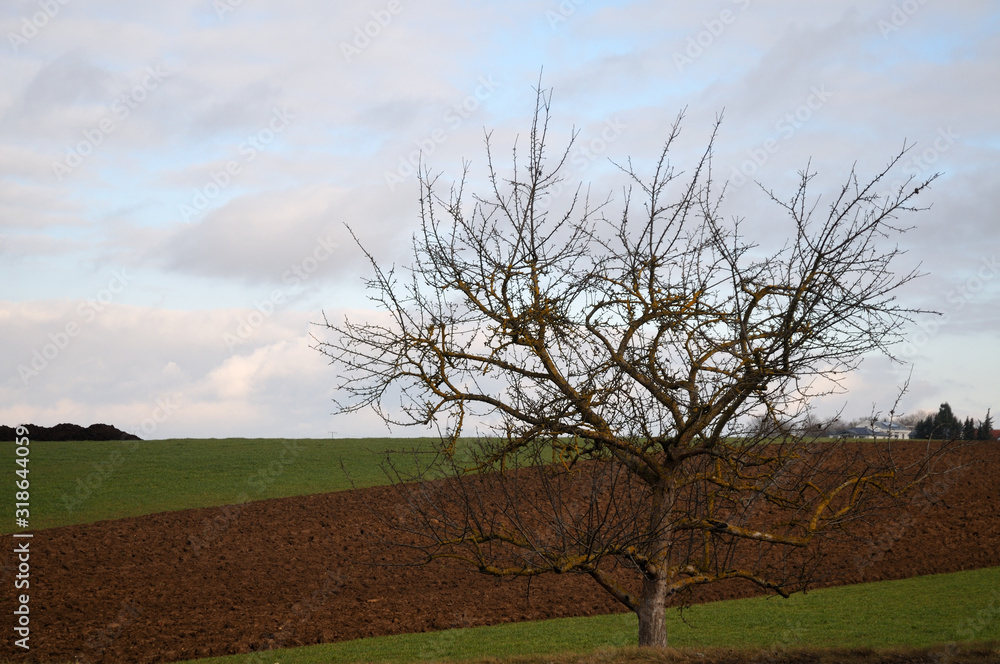 a leafless apple tree in rural landscape a leafless apple tree in rural landscape