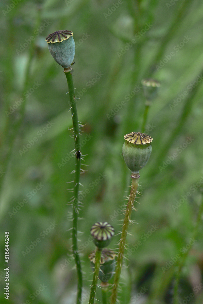 capsula con semi di papavero (Papaver rhoeas) su prato verde capsula con semi di papavero (Papaver rhoeas) su prato verde