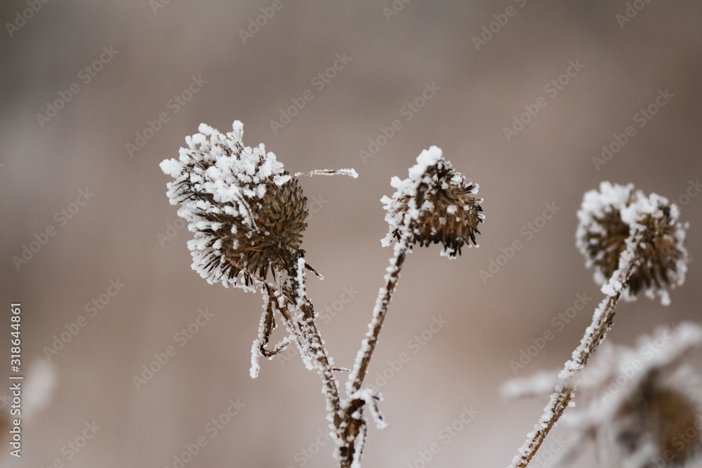 frozen plants frozen plants
