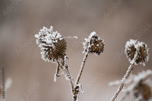  frozen plants © Max Voiko