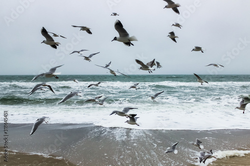 fly seagulls on the beach