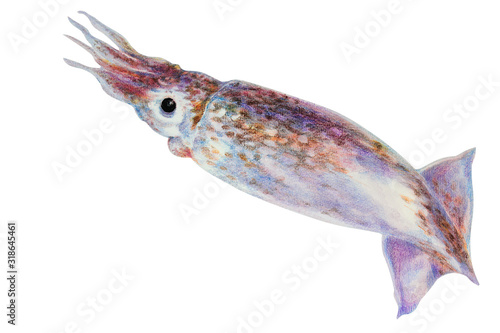 Colorful squid. Watercolor illustration, colored with crayons. Isolated on a white background