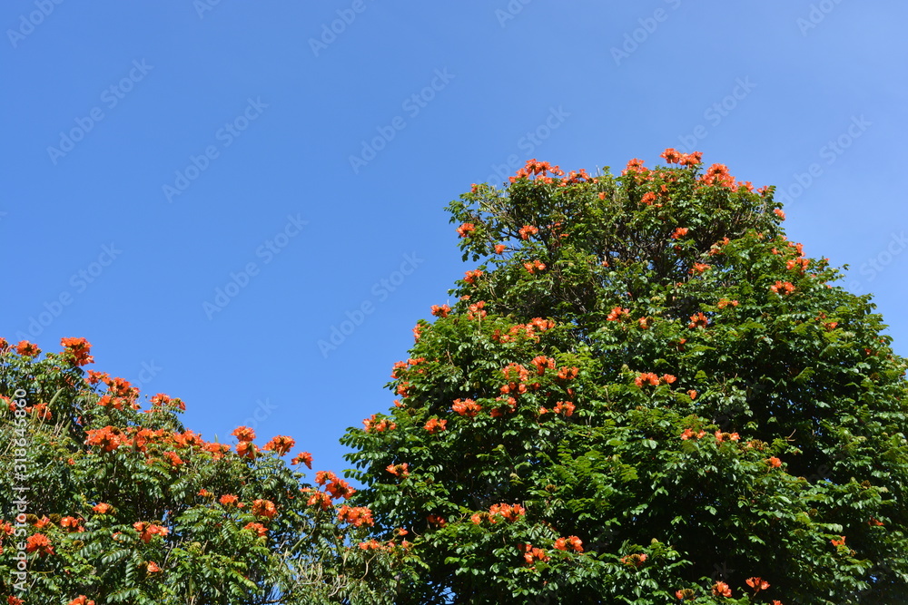 African tulip tree and blue sky, Spathodea campanulata African tulip tree and blue sky, Spathodea campanulata