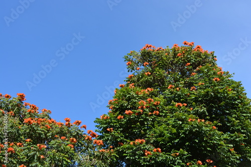 African tulip tree and blue sky, Spathodea campanulata