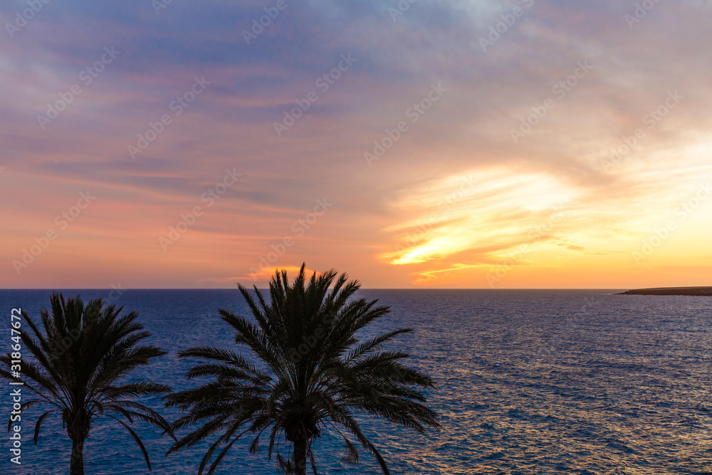 Palm tree silhouette during sunset in canary islands