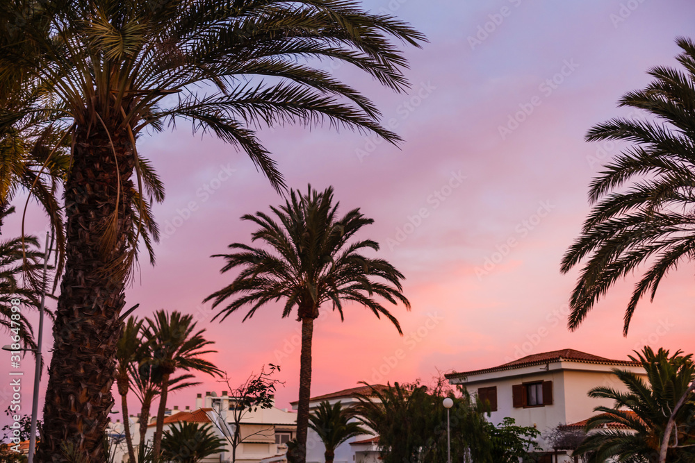 Palm tree silhouette during sunset in canary islands