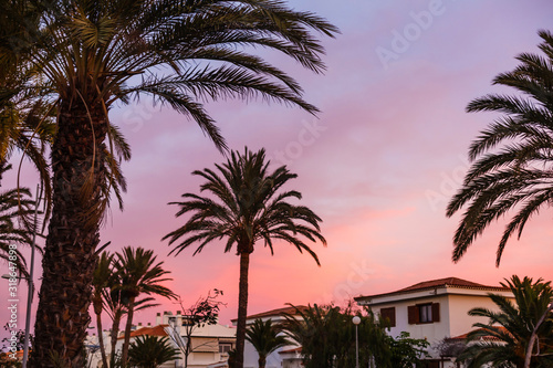 Palm tree silhouette during sunset in canary islands © Angelov