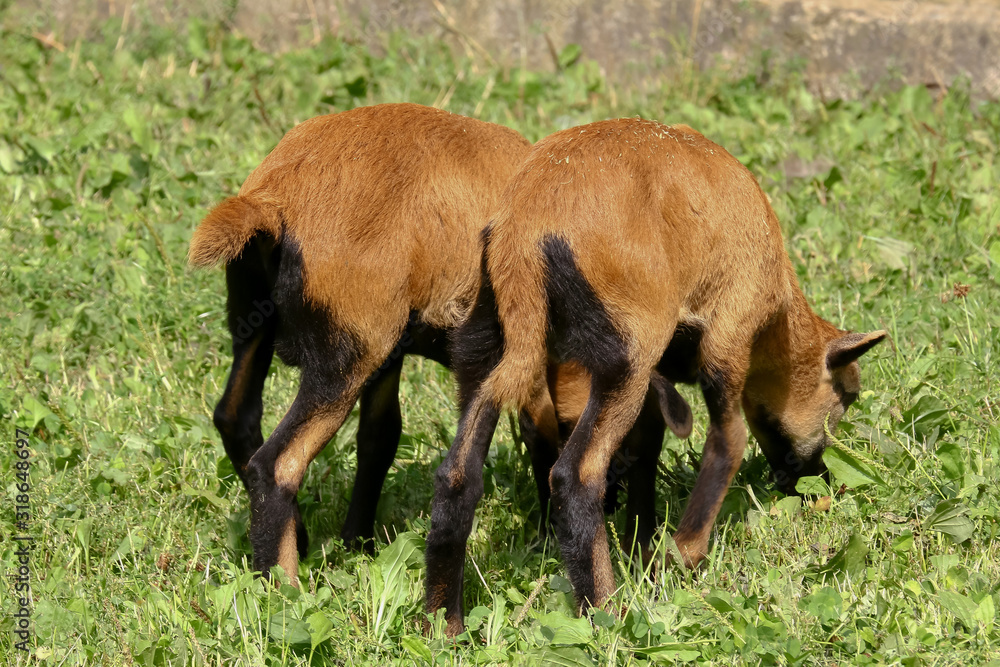 Zwei junge Kamerunschafe von hinten, Ovis gmelini aries Zwei junge Kamerunschafe von hinten, Ovis gmelini aries