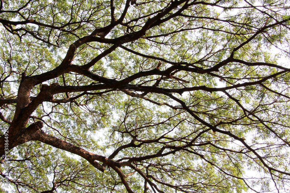 Canopy of Leaves, Chatuchak Park, Bangkok, Thailand Canopy of Leaves, Chatuchak Park, Bangkok, Thailand