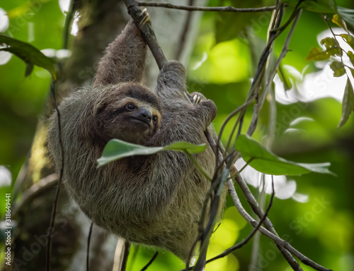 Sloth in Costa Rica  © Harry Collins