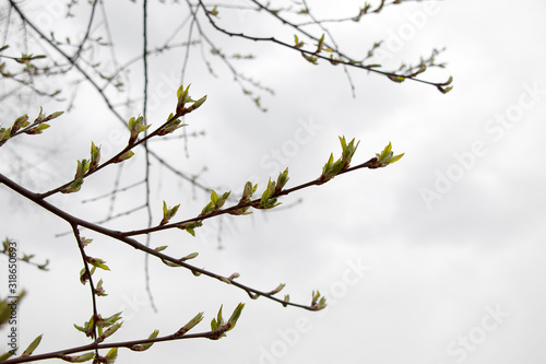 Spring, birch buds bloom. Birch branches on a white sky with large beautiful buds. Early spring green leaves, new life.