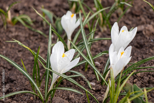 White snowdrop flower blossomed. Spring is a new life. Scientific name Crocus flavus Weston © Sergei Telenkov