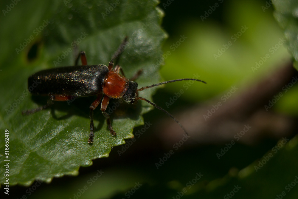 Naklejka premium Solider Beetle on Leaf