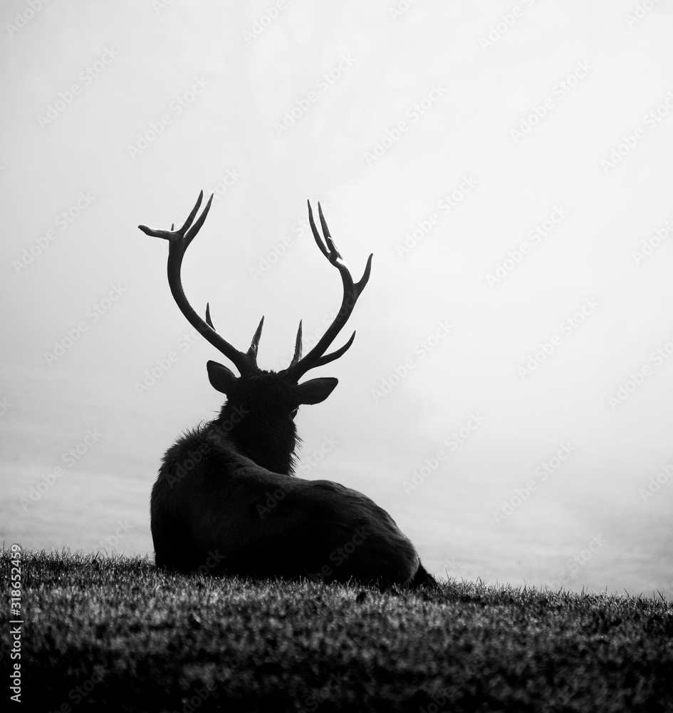Naklejka premium Elk Black and White 