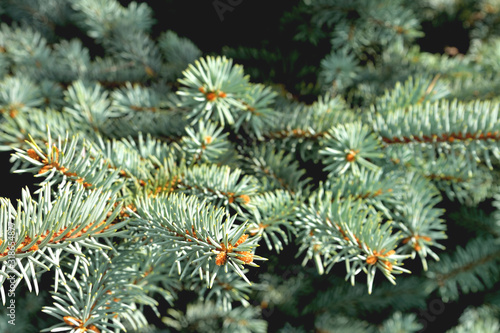 natural branches of blue spruce in the sunlight
