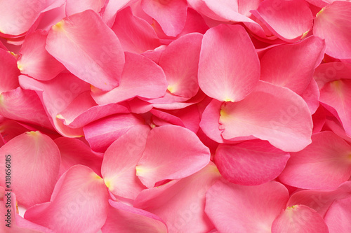 Fresh pink rose petals as background, closeup © New Africa