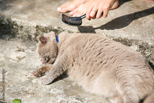 Woman is brushing grey cat outdoors. Fluffy pet grooming. Fur shedding. Happy animal in summer.