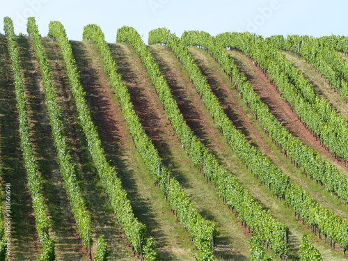 Weinbergreihen mit roter Erde in Mandel an der Naheweinstrasse