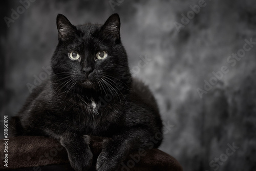 Black Turkish angora mixed-breed cat relaxing on brown pillow isolated on dark studio background © Thomas Marx