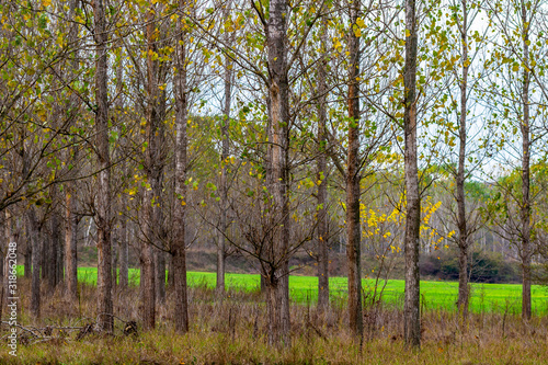 Poplar trees in a crop field at Zlato Pole or Gold Field Protected Area  Municipality of Dimitrovgrad Haskovo Province  Bulgaria