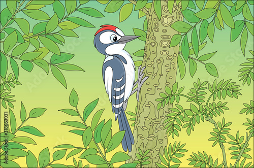 Funny woodpecker climbing on a tree and drumming a trunk to find insects for dinner in a green summer forest, vector cartoon illustration