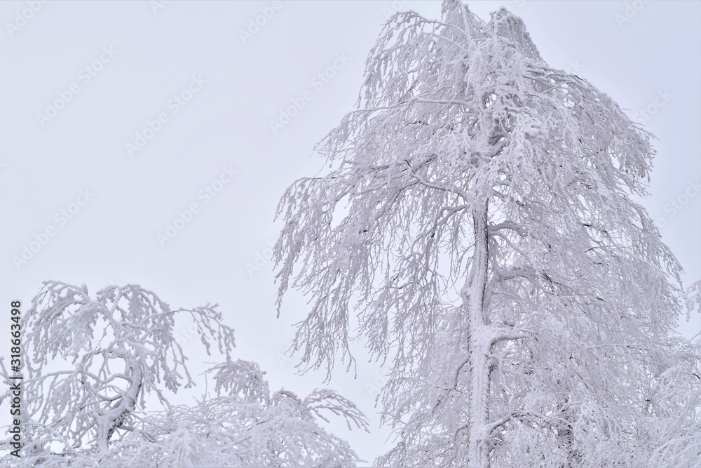 snow on the tree snow on the tree