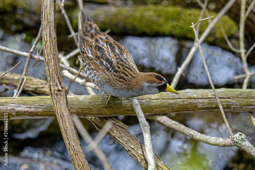 Sora or Porzana carolina in wet marshy habitat. They are most often seen walking at edges of openings in marshy habitat and in cattails. photo