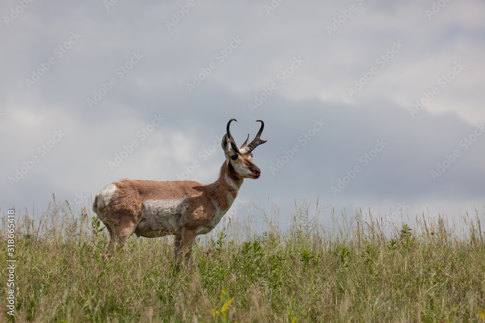 Obraz premium Pronghorn on the Prairie