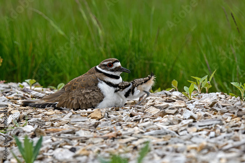 Foto Killdeer or Charadrius Vociferus on nest with young on a cloudy cold day