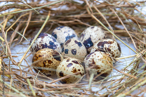 Quail eggs, spotted, brown spots. Quail Nest.