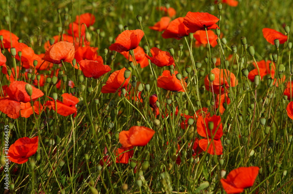 Obraz premium Poppies in the meadow