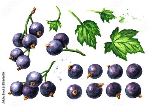 Black currant set. Hand drawn watercolor illustration, isolated on white background