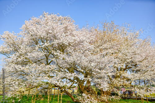 一心行の大櫻 「春空を背景に、武将歴史記録さくら写真・山桜の花」樹齢400年 日本2018年春撮影 (九州・熊本県阿蘇郡南阿蘇村)　Isshingyo Sakura　Japan spring 2018 shooting　(Kyushu, Minamiaso Village, Aso District, Kumamoto Prefecture) photo