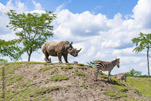 Fototapeta Naklejka Na Ścianę i Meble -  A large rhinoceros stands with several zebras on a hill in a zoo in Emmen, Netherlands