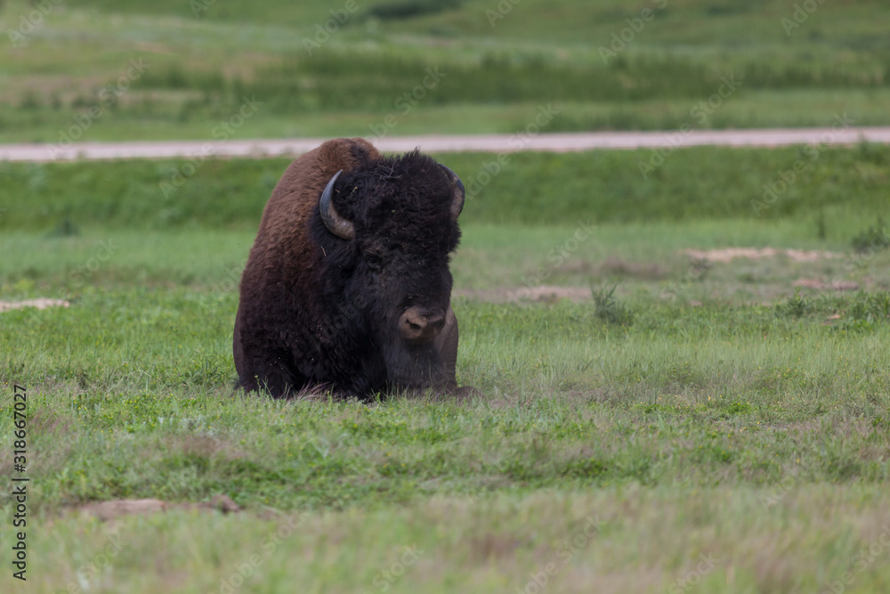 Bison Bull in Custer State Park