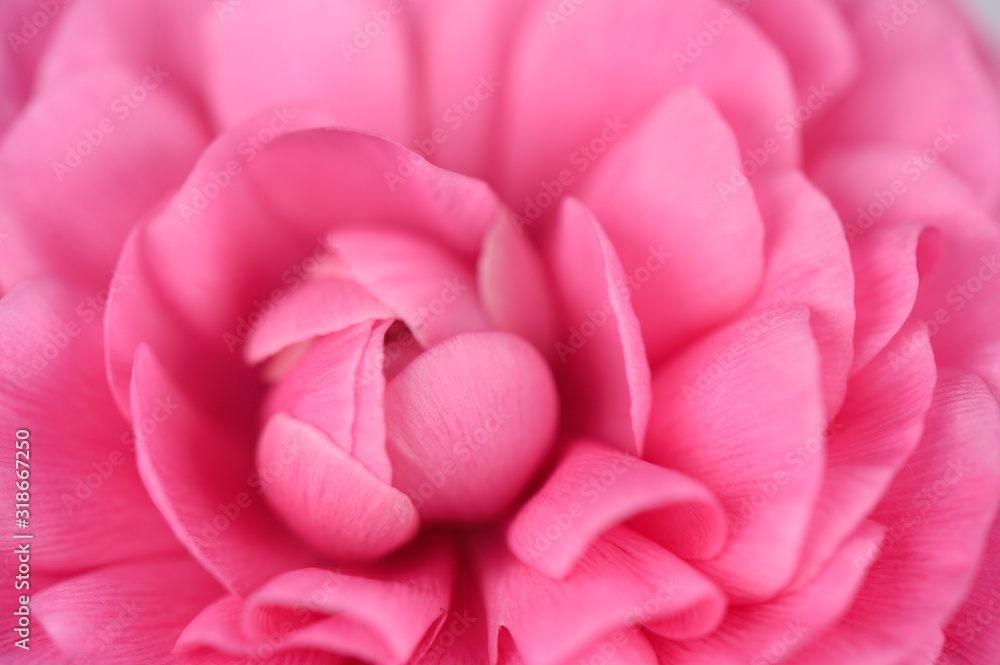 close up of center of pink butter cup flower 