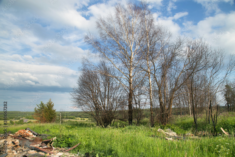 Dry trees affected by the fire. Rural place Dry trees affected by the fire. Rural place