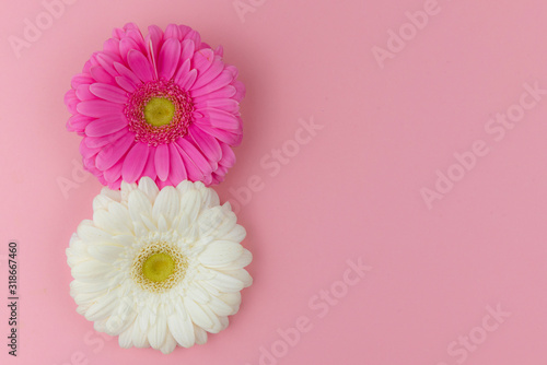 Two big gerbera flowers, white and a pink one, on a pink background close up. Copy space. Women's day, 8 March, design, greeting card concept.