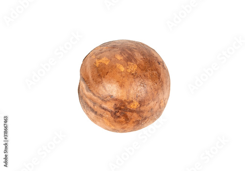 Macadamia nut in shell