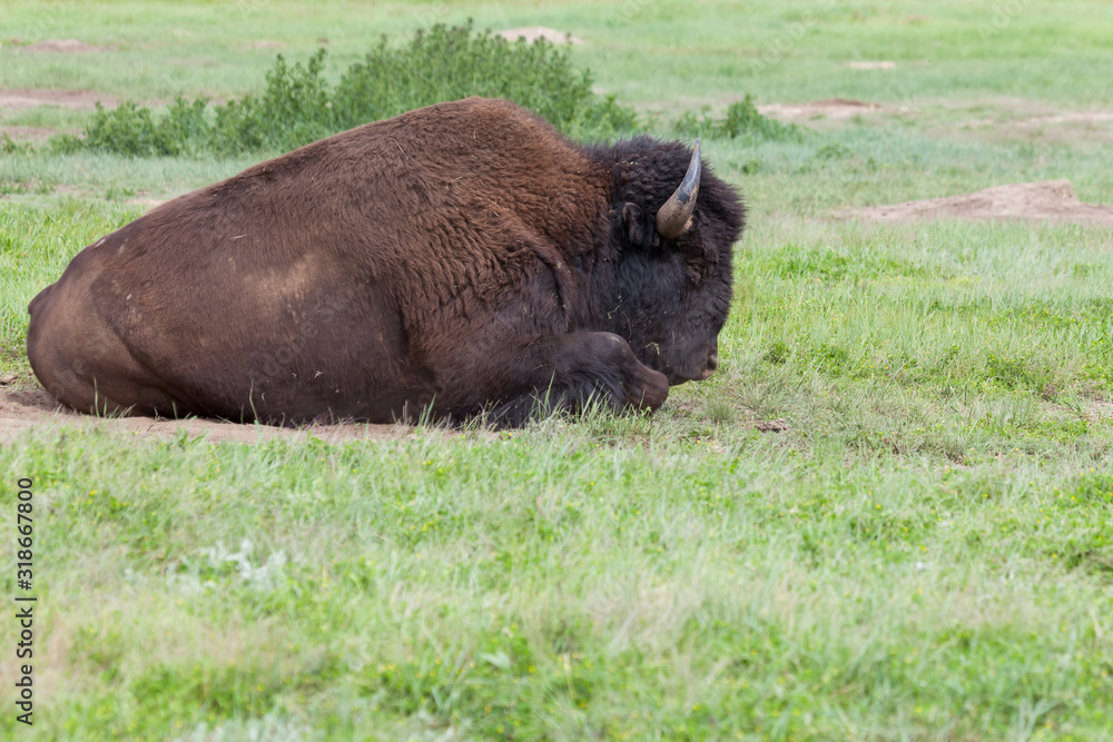 Bison Bull in Custer State Park