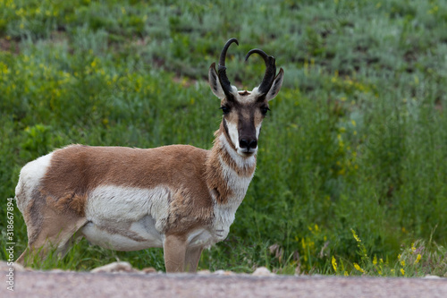Pronghorn by a Road