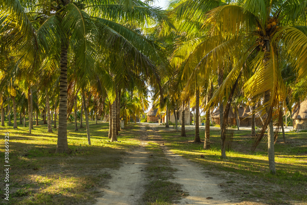 Trail across palm tree field